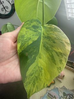 Monstera Aurea 92504
