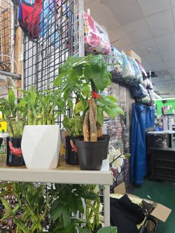 Money Tree 