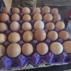 fresh eggs from my backyard chickens organic