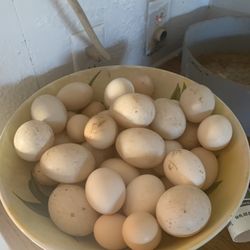 Eggs