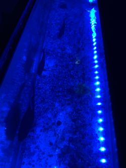 Aquarium supplies (fish and tank sold)