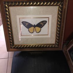 Yellow  Butterfly Portrait 