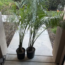 Palms