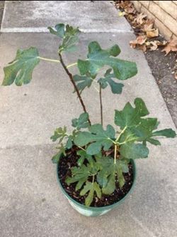 Green Ischia Fig Live Tree
