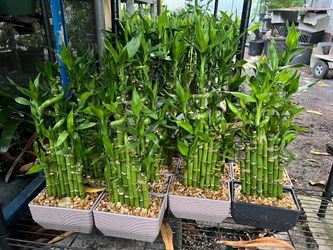 Lucky bamboo in 6” pot. SPECIAL PRICE 🤩