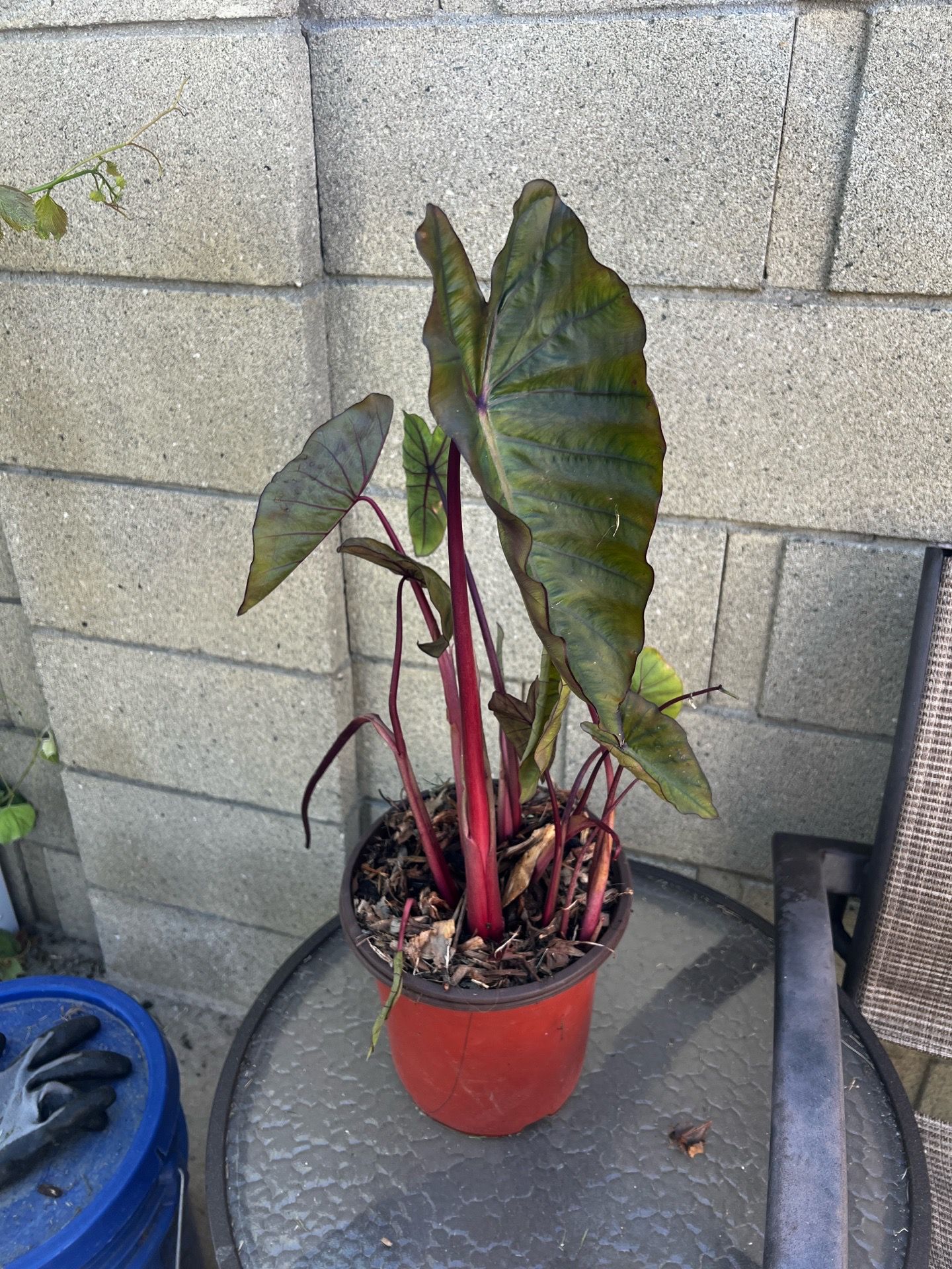 Colocasia Elephant Ear Tropical Plant Hawaiian Punch