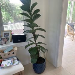 🌿 Fiddle Leaf Fig + Blue Ceramic Pot  