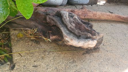 Drift wood