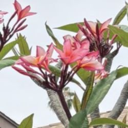 Plumeria Tree