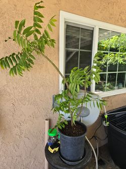 June plum Coc Thai tree