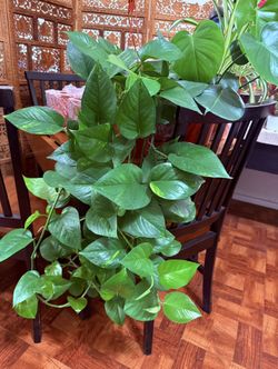 🌿SUPER HEALTHY♥️Golden Pothos 🙏PLS READ DESCRIPTION 
