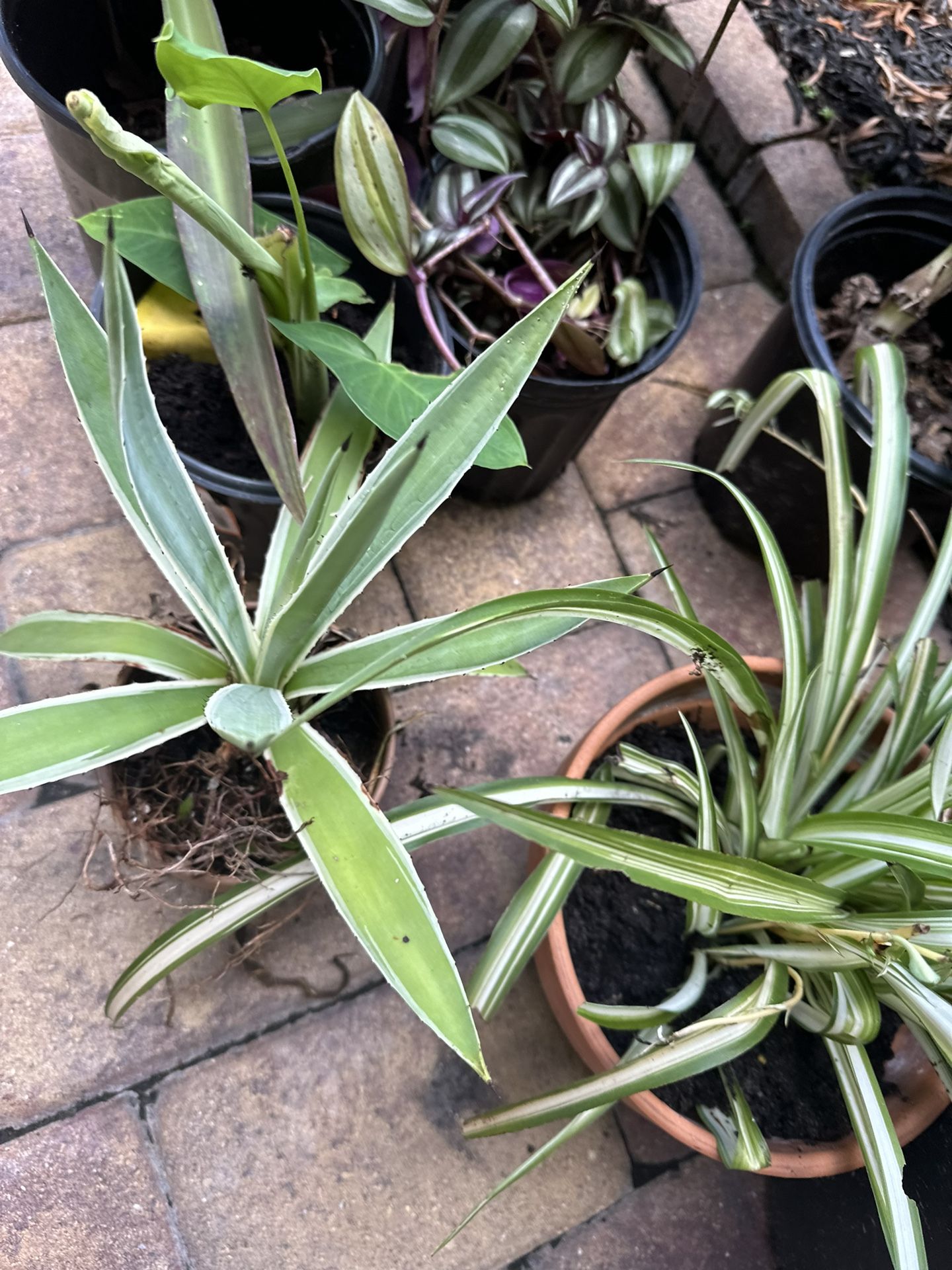 Real Agave Plant Scroll For More Plants Each 10.00