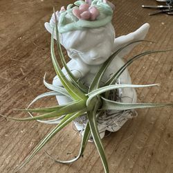 Small Air Plant Angel