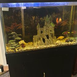 Fish Tank Plus Accessories 
