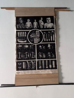 Vintage Adrenal Gland Medical Poster