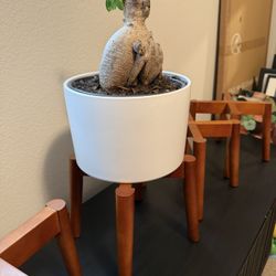 Set Of 4 Wood Plant Stands