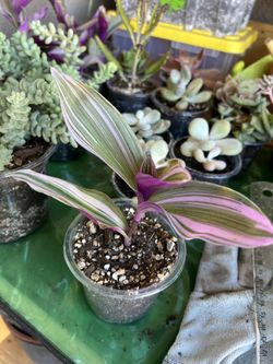Tradescantia Nanouk Starter
