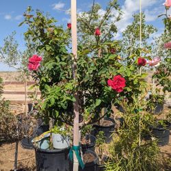 $150 Each Rose Trees That Are Pictured Del Is Available 