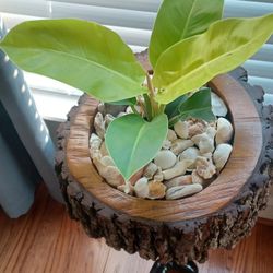 Wood Garden Pot 