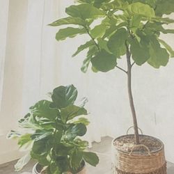 Indoor Plants Available