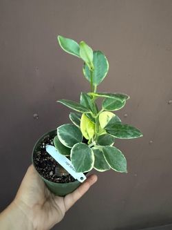 4” variegated hoya australis