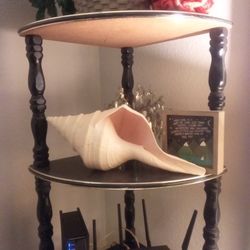 Large Sea Shell 🐚 Conch 