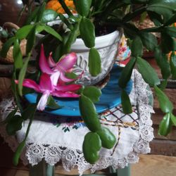 Easter Catcus FLOWERING 