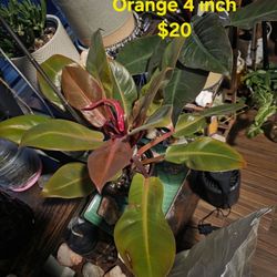 Philodendron Prince Of Orange House Plant