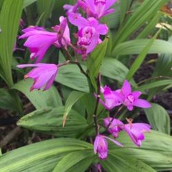 Ground Orchid Plant 🪴 3gal Plantas De Orquideas De Tierra 