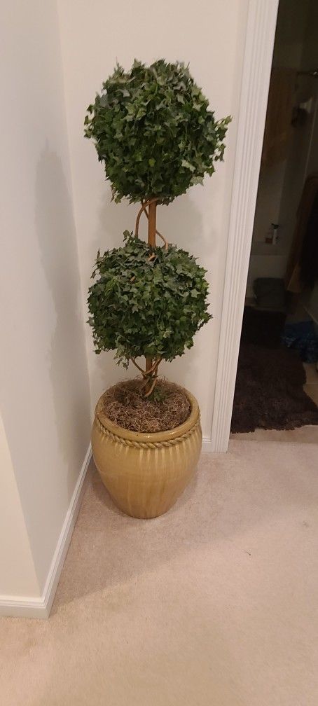 Topiary Plant
