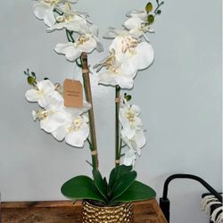 White with Gold Vases Orchid