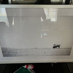 Beautiful Bison Framed Picture 