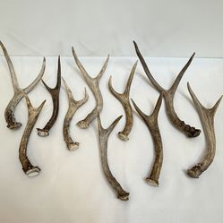 Small Deer Antlers Natural Sheds | Genuine Deer Antlers | $23 Ea. 