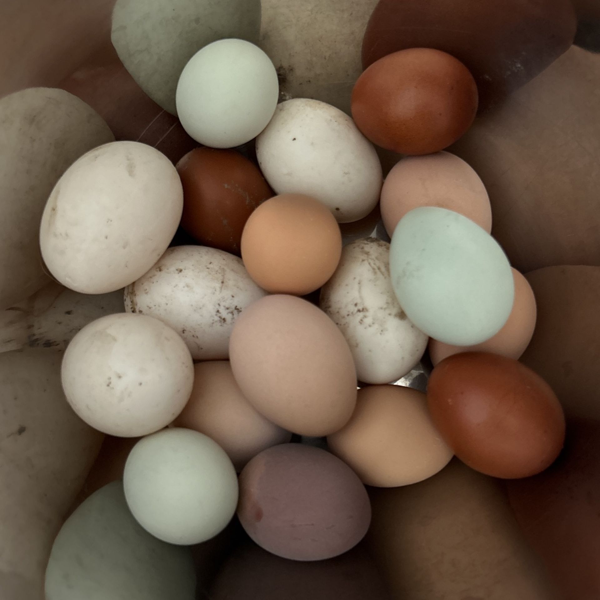 Backyard Fertile Chicken Eggs $2 Each Egg