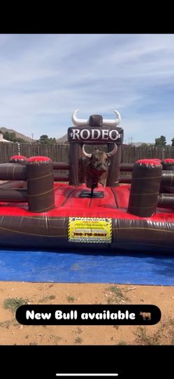 Rodeo bull