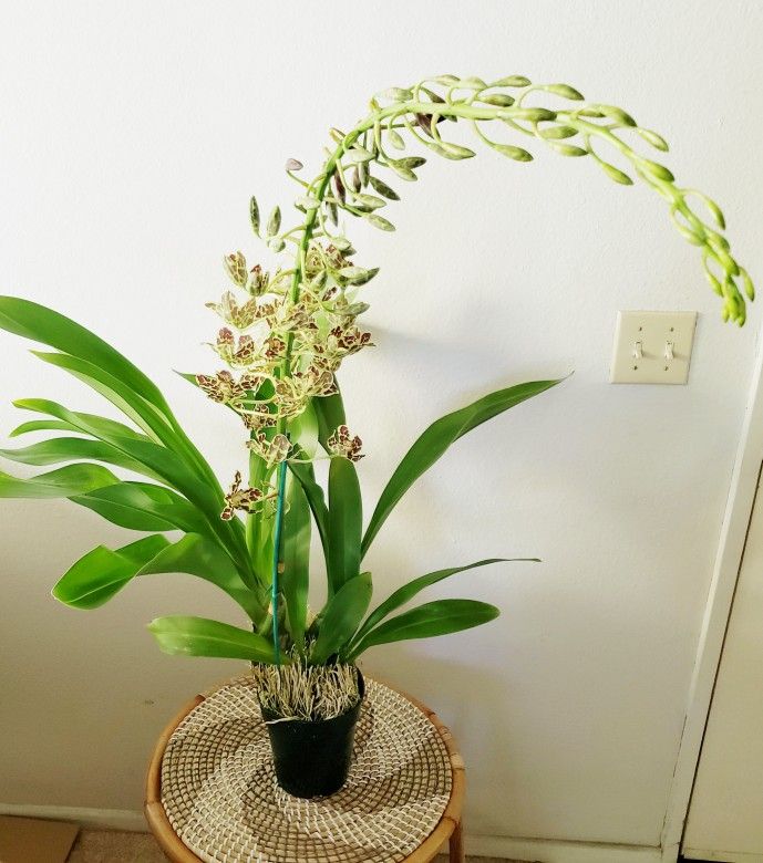 Orchids - Grammatophyllum Scriptum Leopard (50-100 Flowers)