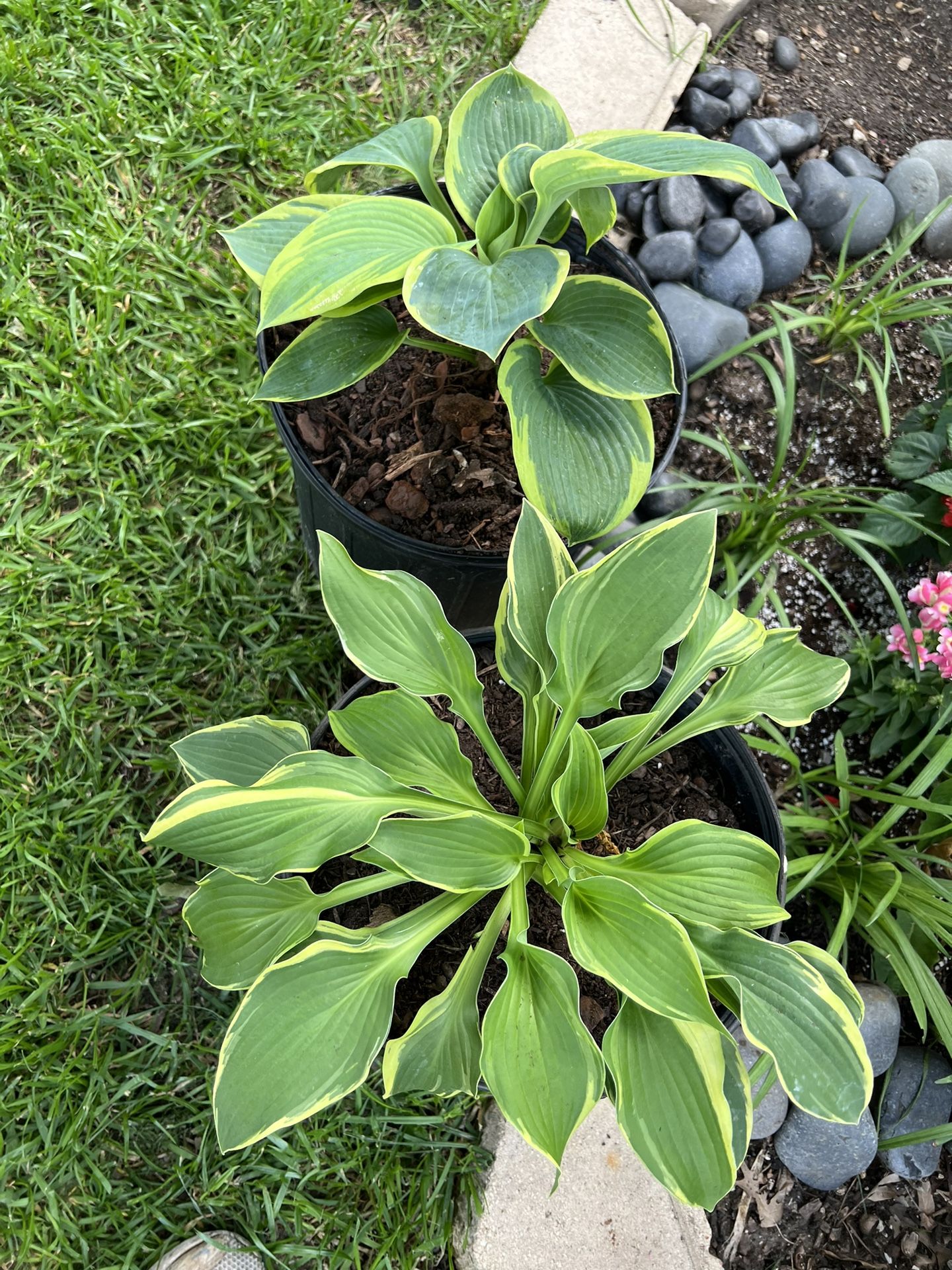 Hostas Annual Plant 🪴 