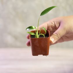 #7 Established Monstera Burle Marx Flame( Tissue Culture) 