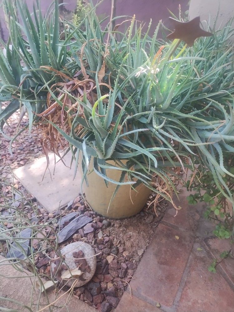 Flower Pot