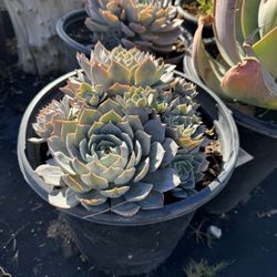 Succulents And Cactus  (read Description for details )