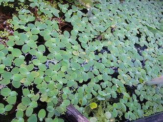 Dwarf Water Lettuce Toys