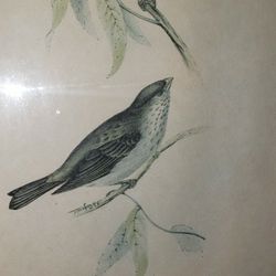 Drawn on stone Bird painting by J&E Gould