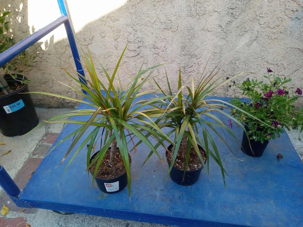 Plants