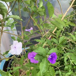 Yesterday todays and tomorrow plant 