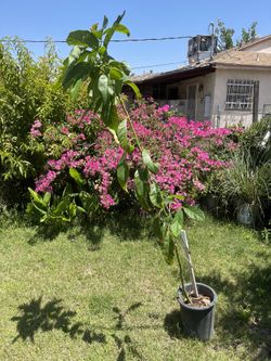 Aguacate