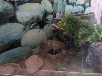 Reptile enclosure