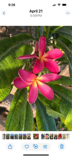 Rare plumeria plants. Cuttings of all sizes!