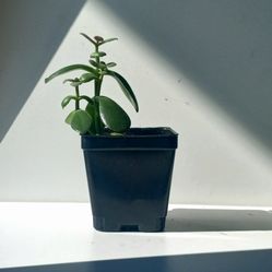 Crassula Jade Succulent Plant/ Indoor Plant/ House Plant Flower Patio Garden