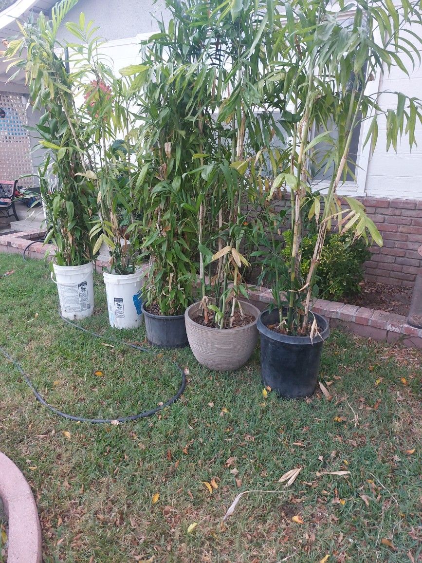 Bamboo Plants 6ft+