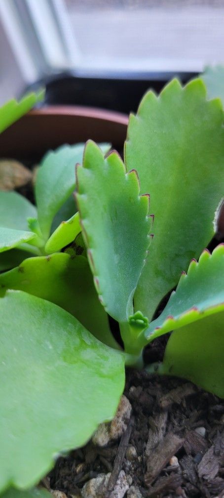 Baby Mala Madre Plants $5 For Both Pots